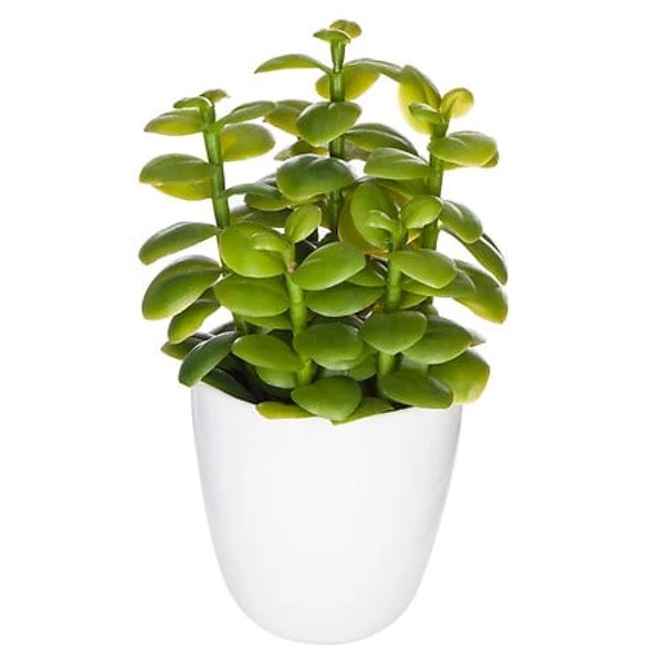 Plante cactus nori H20 assiette box, 6-fois assort