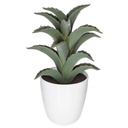 Plante cactus nori H20 assiette box, 6-fois assort
