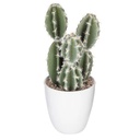 Plante cactus nori H20 assiette box, 6-fois assort
