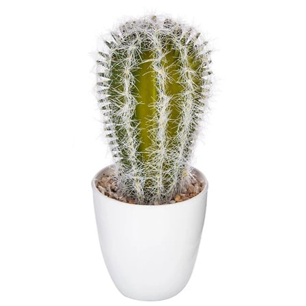Plante cactus nori H20 assiette box, 6-fois assort