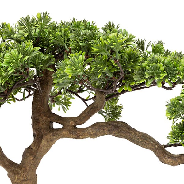 bonsai pot cramique 