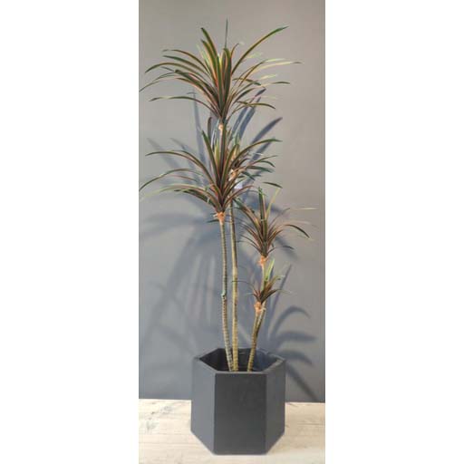 FA 130cm DRACAENA RED