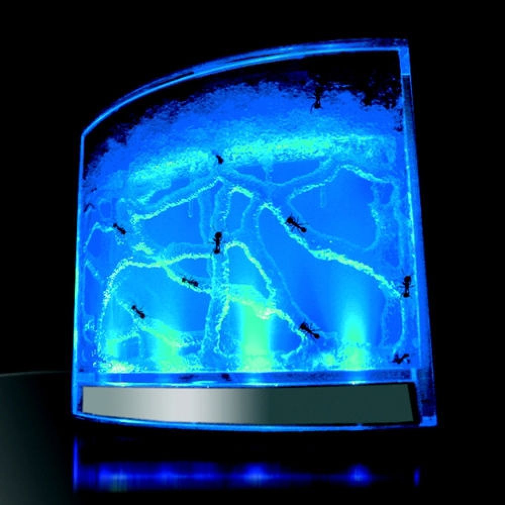 Aquarium eclaire par LED pour les fourmis