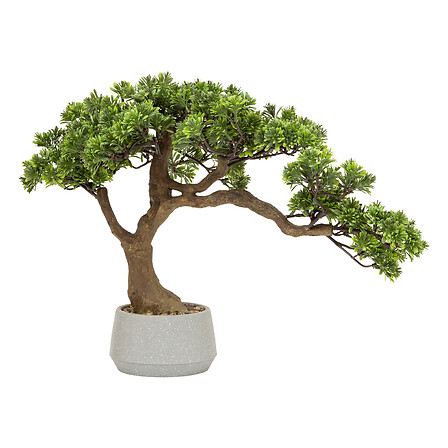 Bonsai pot and pot