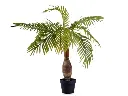 [79596] Plante and Pot Palmier Tige Large 90cm