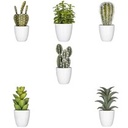 [155600] Nori cactus plant